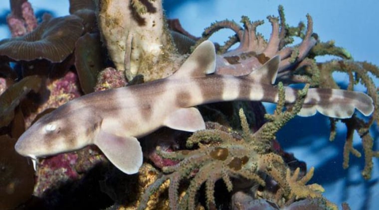 Image: Brownbanded bamboo shark pup