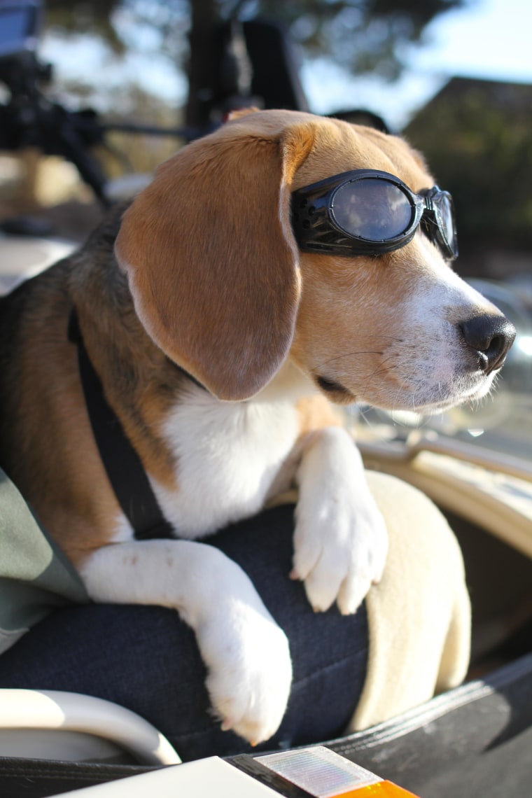 Albert the beagle, complete with "doggles," tools along the streets of San Francisco with his owners, Philippe and Regitze Murat.