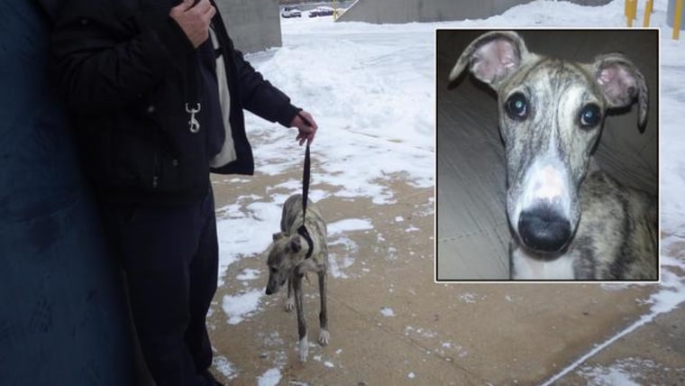 IMAGE: New York fire Lt. Dave Kelly with Burt the whippet.