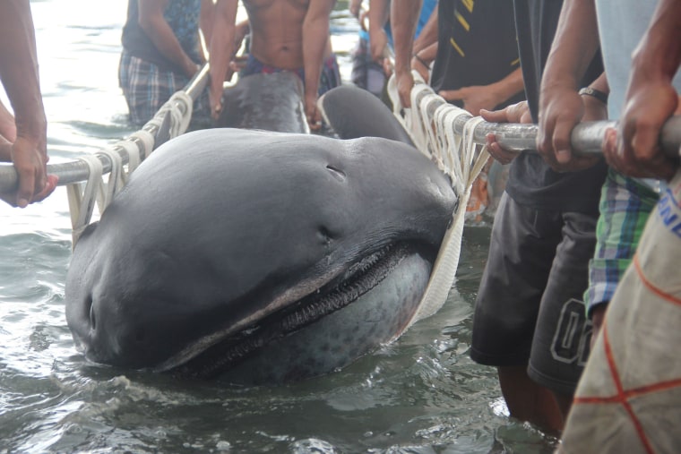 Fishermen use a stretcher with steels bars to carry a rare 15-foot (4.5-m) megamouth shark (Megachasma Pelagios), which was found in Burias Pass in Albay and Masbate provinces, central Philippines January 28, 2015. The Bureau of Fisheries and Aquatic Resources in Albay province will investigate the cause of the shark's death.  