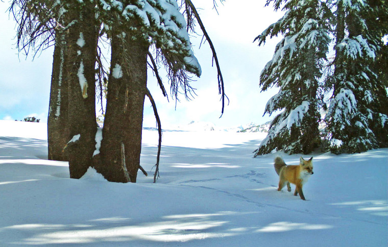 In this Dec. 13, 2014 image provided by the National Park Service from a remote motion-sensitive camera, a Sierra Nevada red fox walks in Yosemite National Park, Calif. 