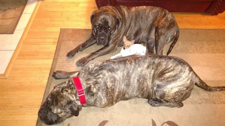 Spot relaxes with Stephanie Gonzales' other dogs, Petra and Junos.