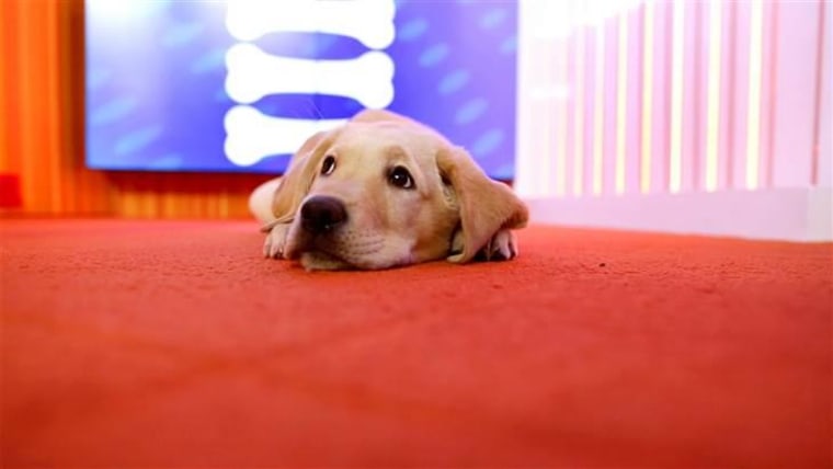 Celebrate Wrangler Wednesdays with a puppy live stream