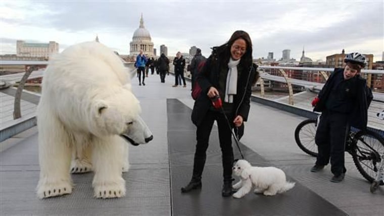 Fortitude polar bear