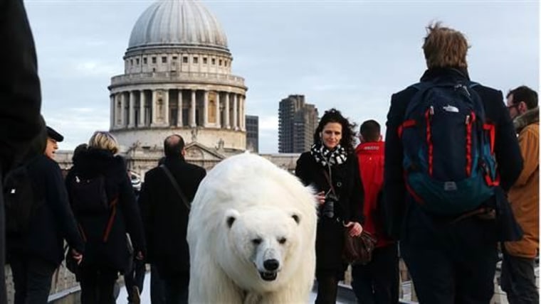 Fortitude polar bear