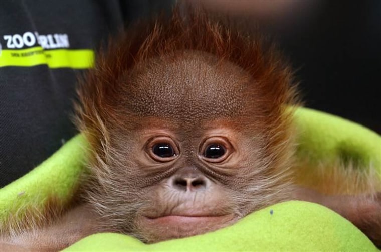 Newborn orangutan Rieke is presented to the press at Berlin Zoo, in Berlin, Germany, on Feb. 6.