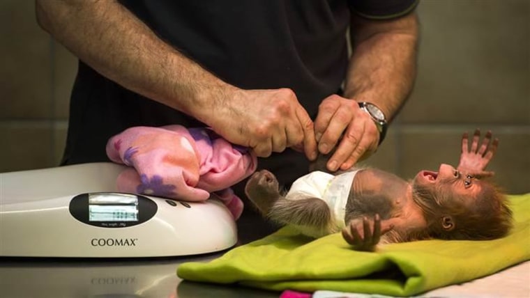 Rieke gets a diaper change by a zoo keeper.