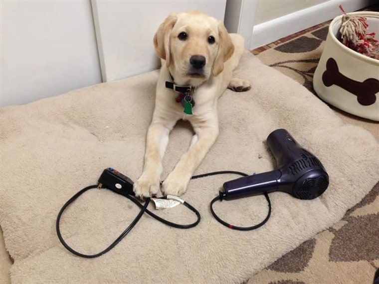 Don't worry, I'm not chewing this hairdryer! Just keeping an eye on it for Saxon.