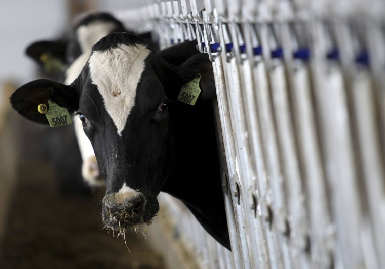 We're moooving? Several states are trying to attract California dairy farmers with the promise of water.