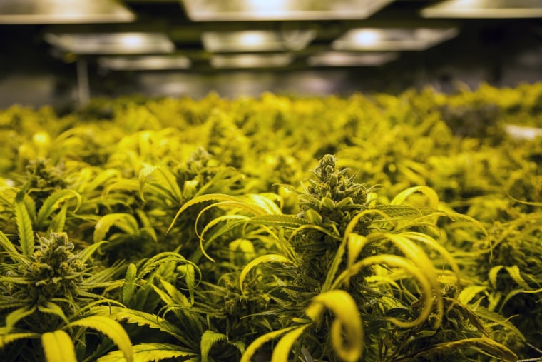There's a glut of pot in Washington state.