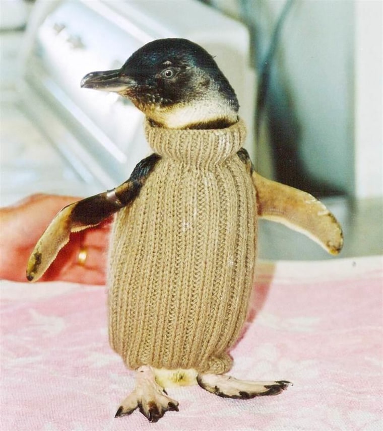 Penguin sale knitted jumpers