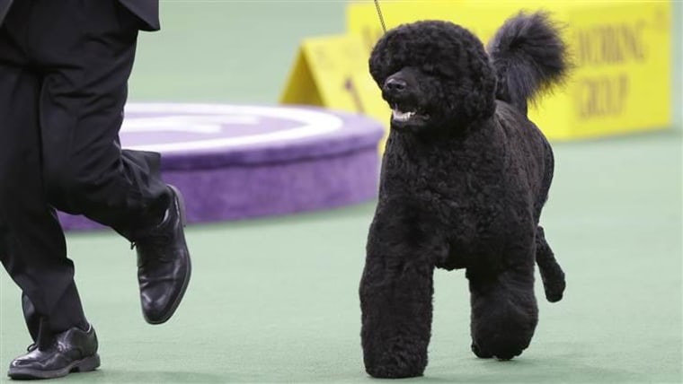 Matisse, a relative of the Obamas' dog Sunny, is the odds-on favorite to win Best in Show at Tuesday's Westminster Kennel Club show at Madison Square Garden.