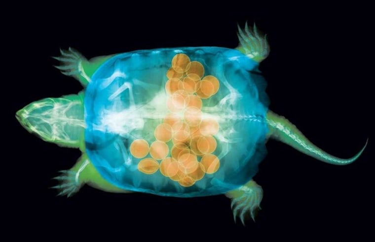 Image: X-ray turtle