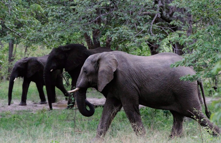 Image: Elephants walk inside Zimbabwe's Hwange National Park