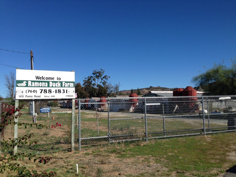 Dam owns this 6,000 bird farm to supply him with all the eggs he needs.