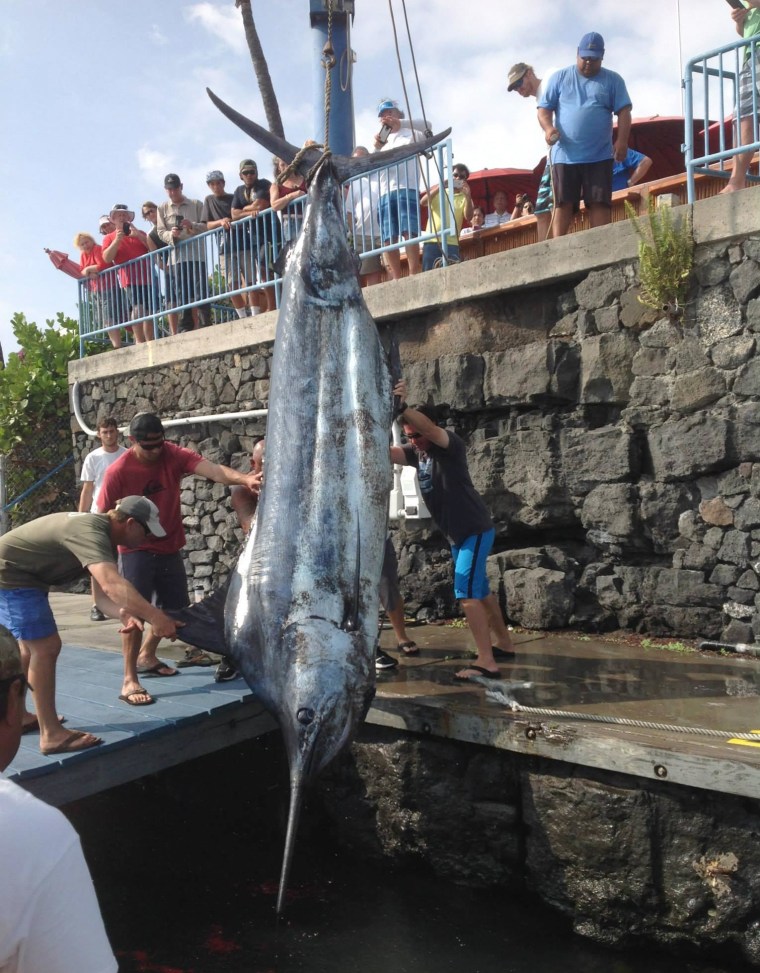 Image: A 1,058-pound blue marlin caught off Kona, Hawaii. 