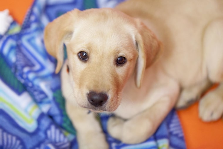 Everything you need to know about Wrangler, TODAY's 'puppy with a purpose'