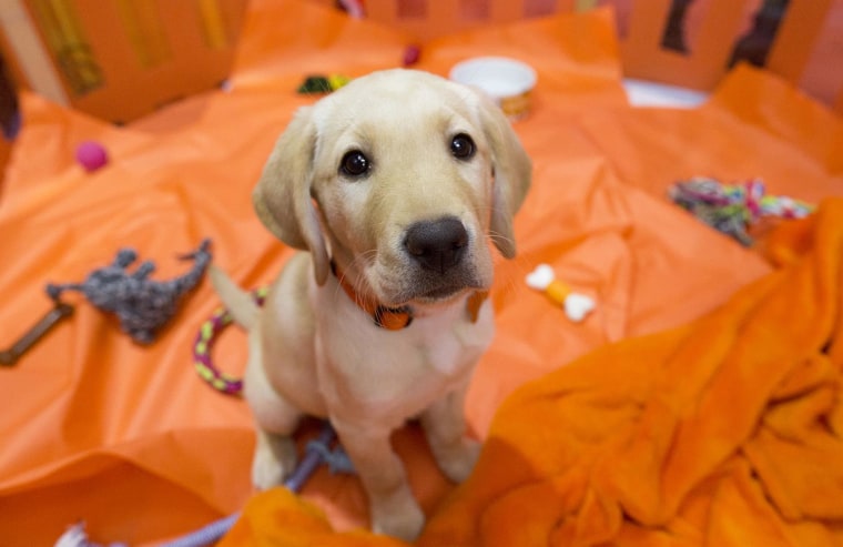 TODAY's Wrangler, a Puppy with a Purpose