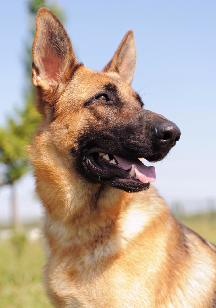 German shepherd