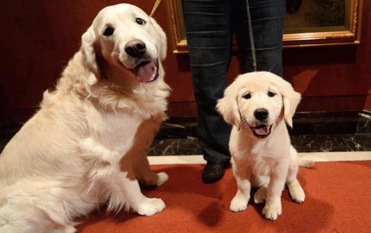 A puppy and adult Golden Retriever