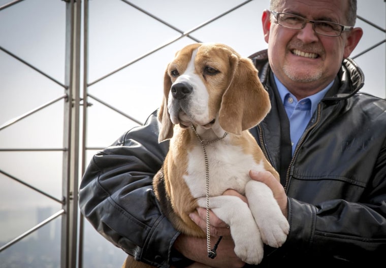 Miss P, a 15-inch Beagle who won "Best in Show," at the139th Westminster Kennel Club Dog Show