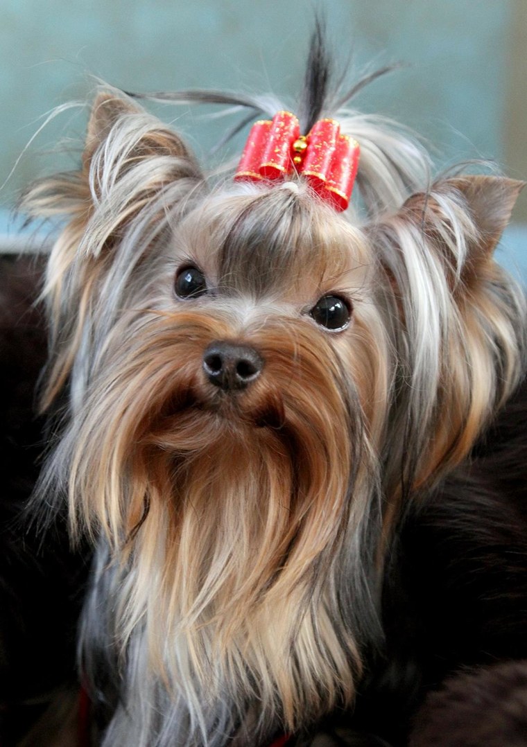 A Yorkshire terrier