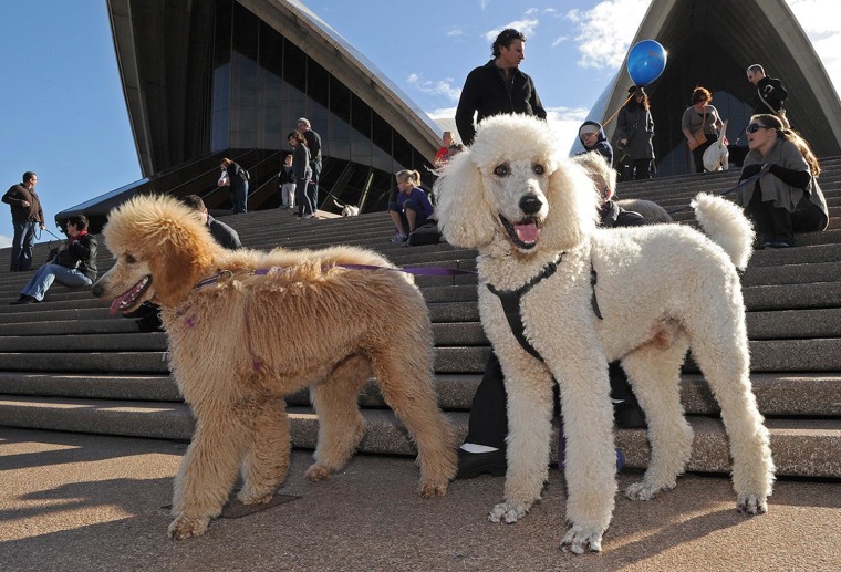 Poodles wait on the steps of the Sydney Opera House