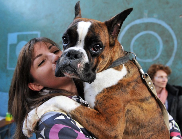 A Boxer is held during a dog exhibition in Kyrgyzstan