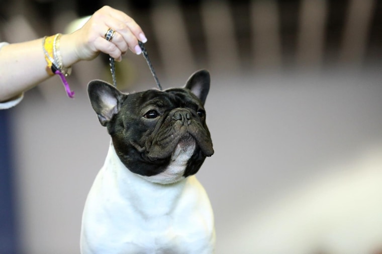 A French Bulldog competes at the 139th Westminster Kennel Club Dog Show