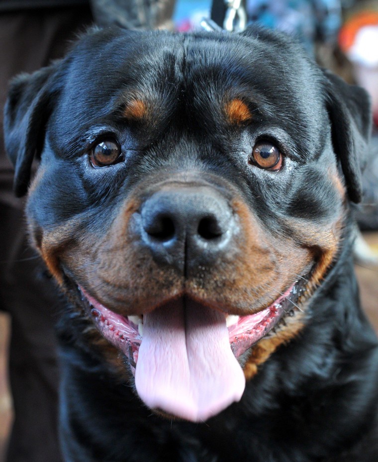 A Rottweiler