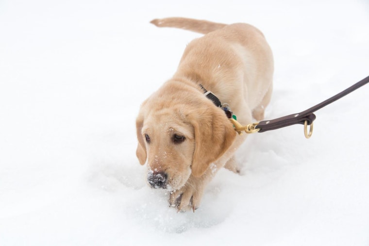 America's Best Friend: The Labrador Retriever – American Kennel Club