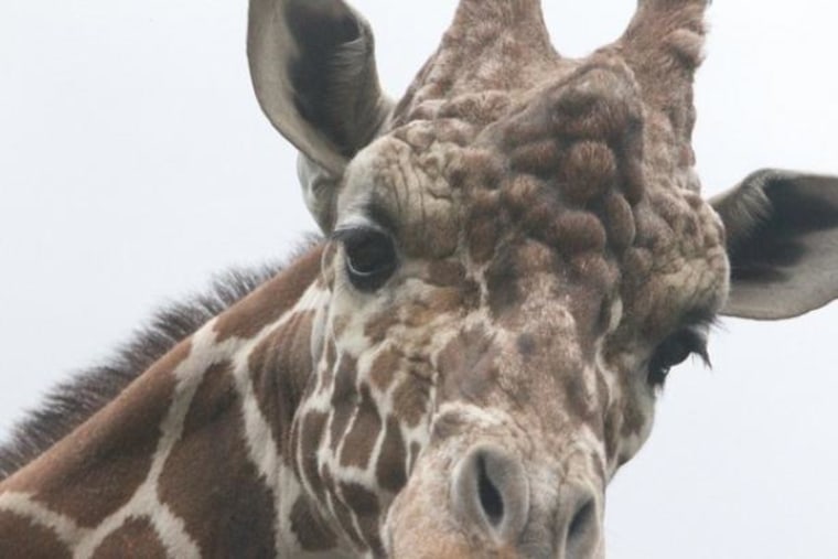 Image: Giraffe lashes