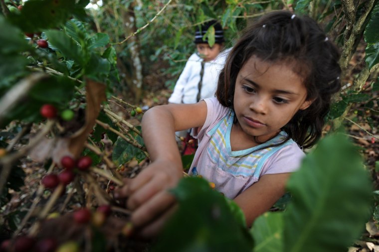 Image: A child harvests coffee beans in the dep