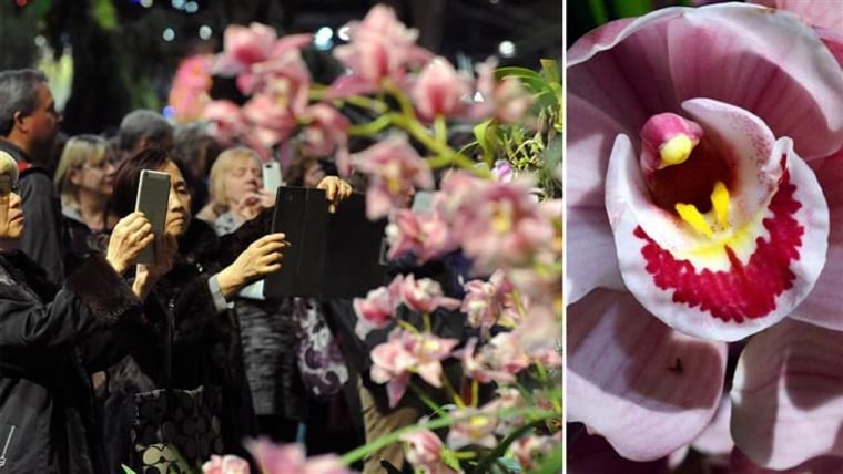 Onlookers take photographs of the "Peter Pan in Neverland" display by Waldor Orchids.