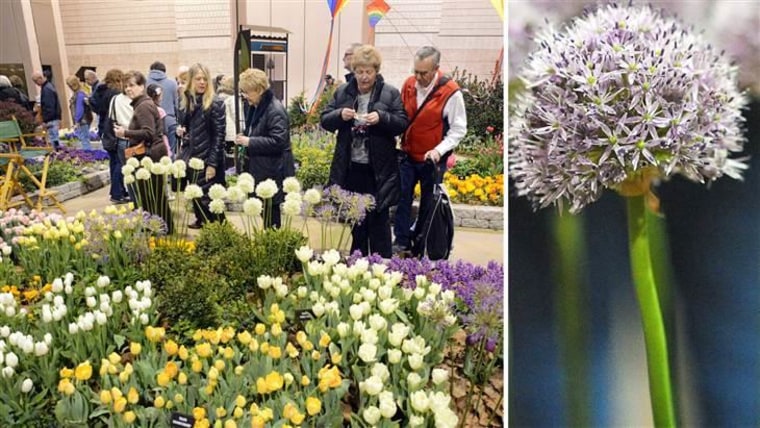 An allium flower is part of the Iandscape garden inspired by “The Prince of Persia."