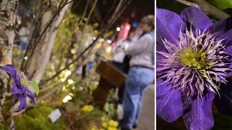A clematis flower blooms at the Hunter Hayes Landscape Design display, inspired by “The Parent Trap.”