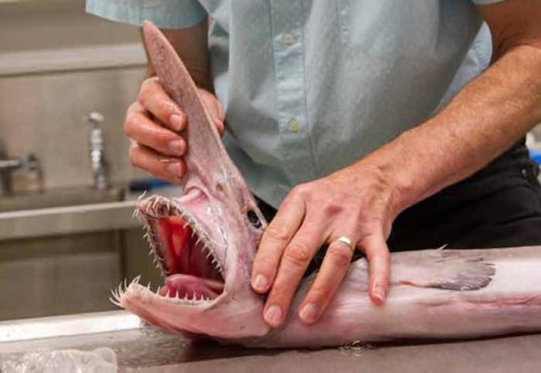 A collection manager shows off the jaws of a Goblin Shark in the lab of the Australian Museum on Feb. 16.