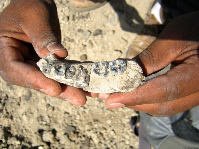 Image: Homo fossil