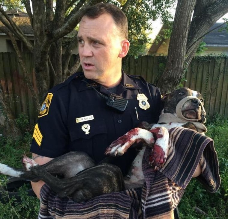 IMAGE: Dog rescued from railroad tracks