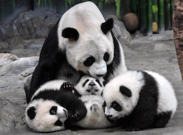 Image: Panda mother Ju Xiao plays with her triplet cubs