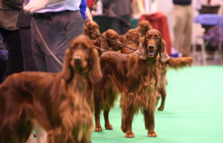 Image: Irish red setters at Crufts 2015 on Thursday