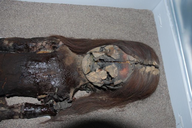 Image: Chinchorro mummy