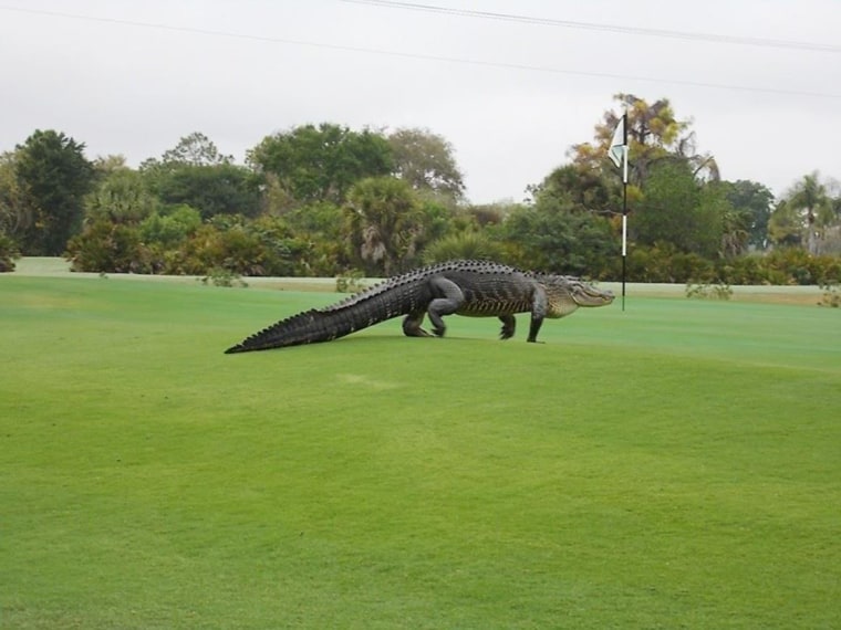 Image: An alligator was spotted at the Myakka Pines Golf Club in Florida on Friday, March 6