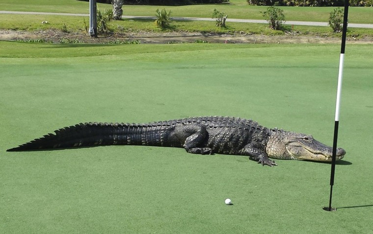 Image: An American alligator estimated to be 12-13 feet long lies on the putting green of Myakka Pines Golf Club in Englewood