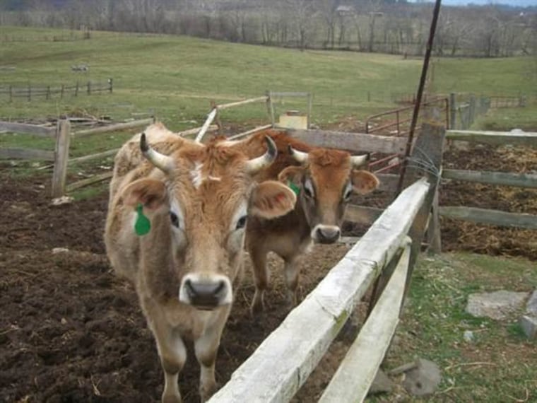 Hedgebrook Farm, which offers cow sharing for people who want raw milk.
