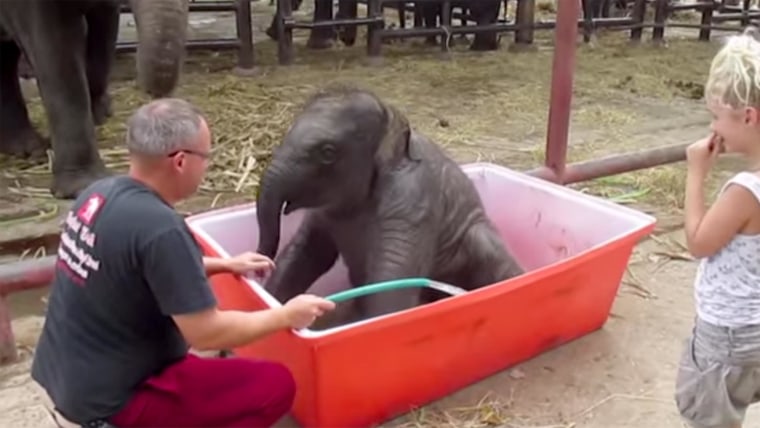 Baby elephant 'Double-Trouble' lives up to his name.