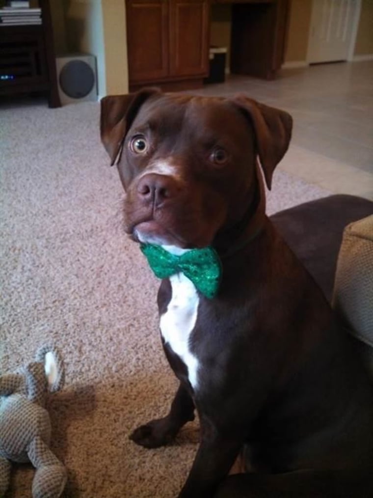 Lulu says Happy St. Patty's Day!