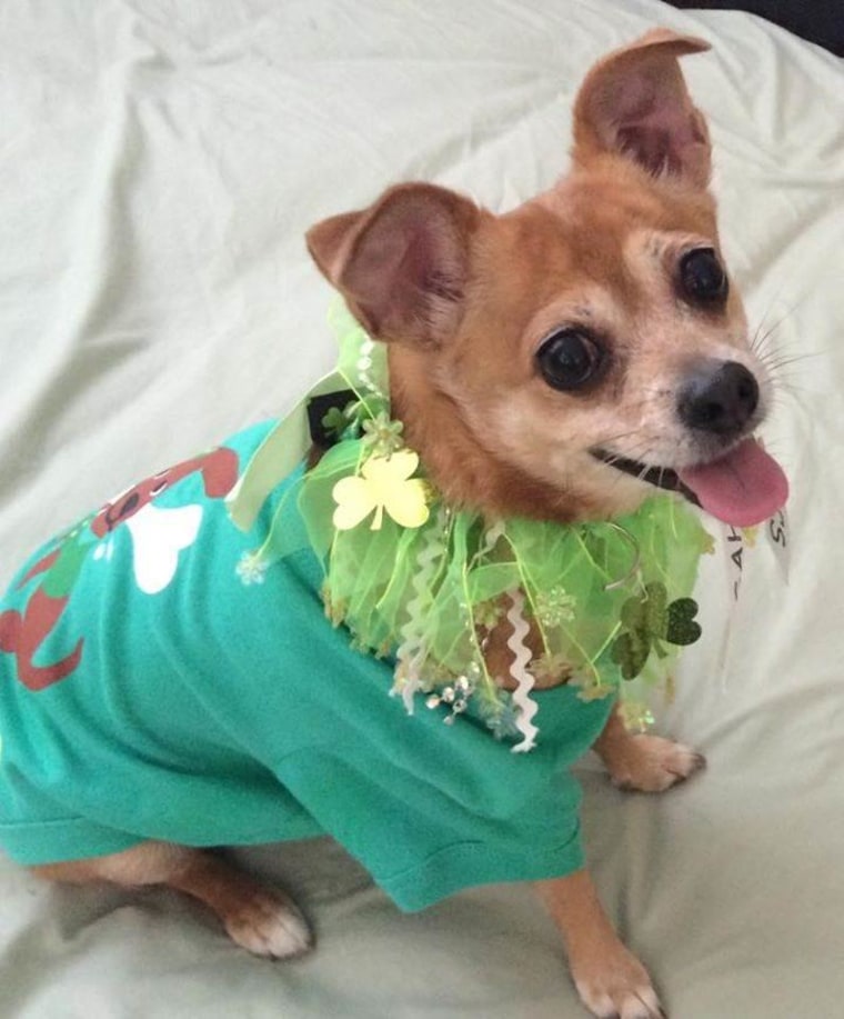 Happy St Patrick's from Puerto Rico!!! I'm the lovely Chiqui!!!!!!