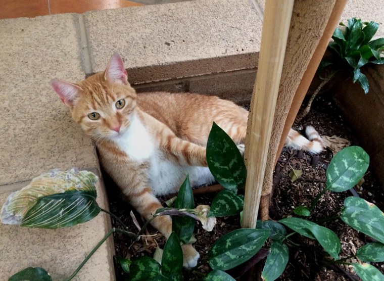 Tabby cat reunited with owners in California 12 years after