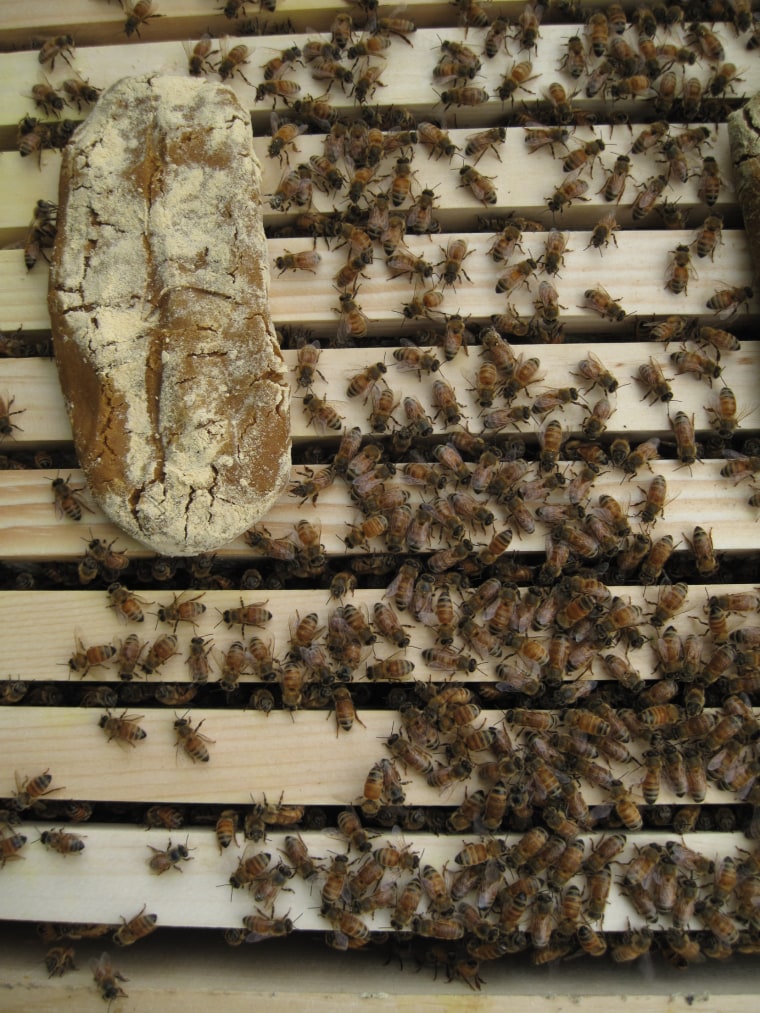 Image: Bee experiment